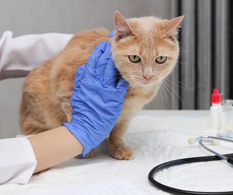 Gato en el veterinario