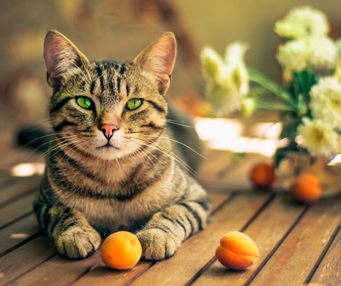 las mejores frutas para los gatos