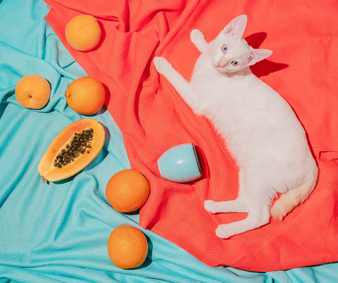 los gatos pueden comer papaya y duraznos