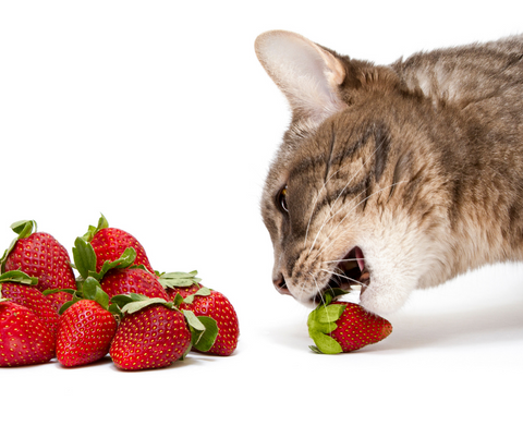 las fresas son buenas para los gatos