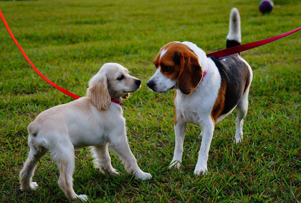 Carritos para perros, una forma segura para pasear a tu fiel amigo