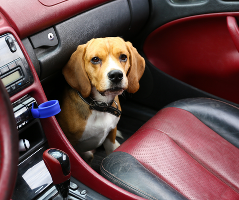 Perros: Cómo actuar para salvar del calor a can encerrado en un coche