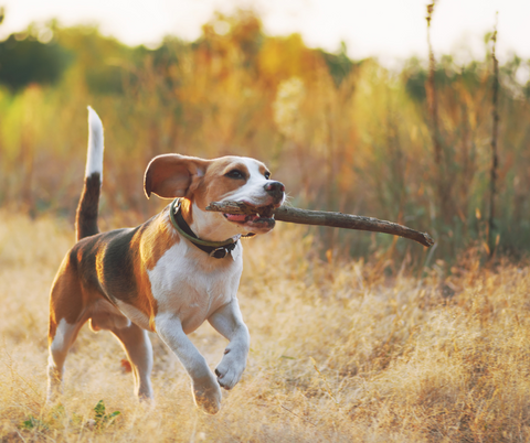 es mejor la carne de res o el pollo para los perros