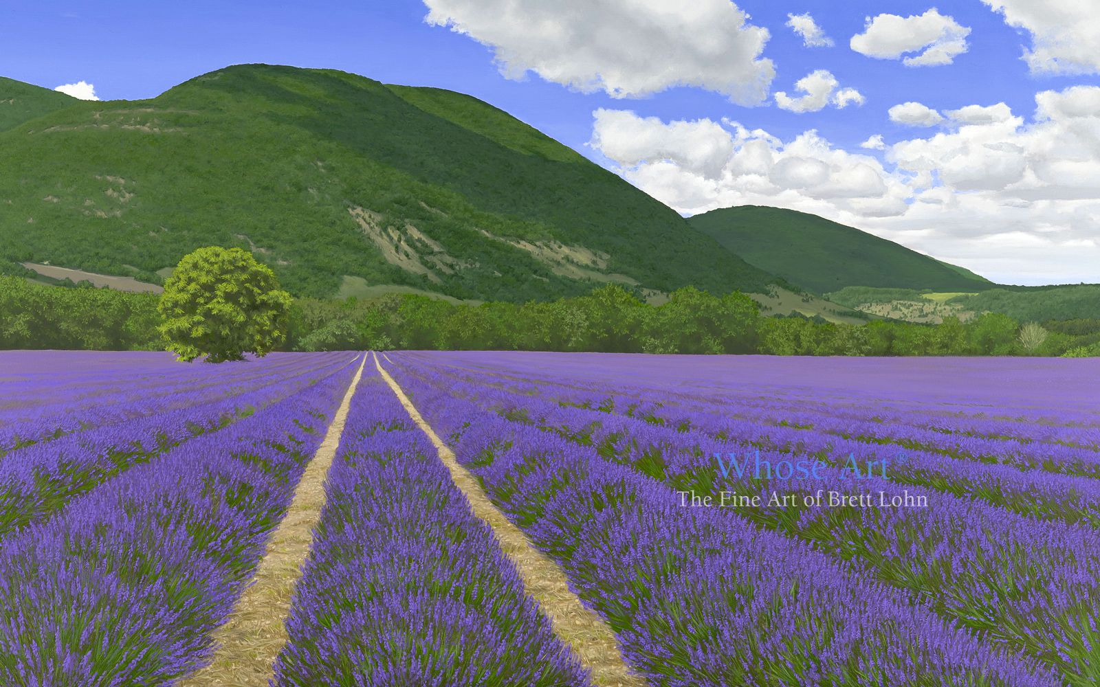 Lavender fields painting in oil on canvas showing rows of lavender in a field. The weather is warm and the breeze still