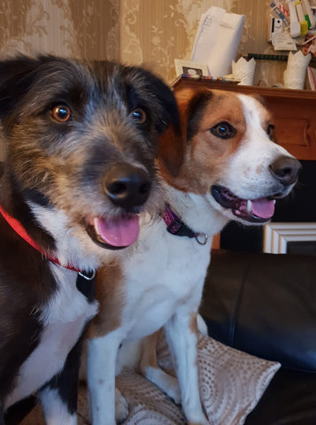 Charlie & Mylo - two dogs sitting on the sofa