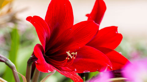 red Amaryllis toxic to cats