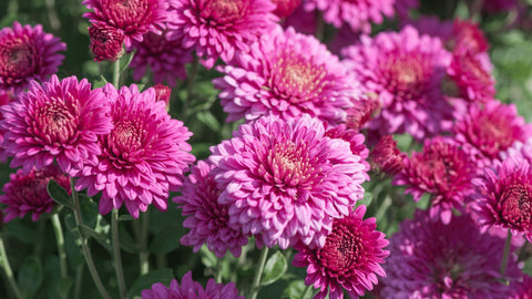 Chrysanthemums toxic to cats
