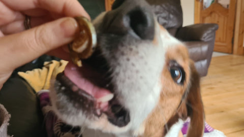 border beagle eating Norsh salmon Twirls