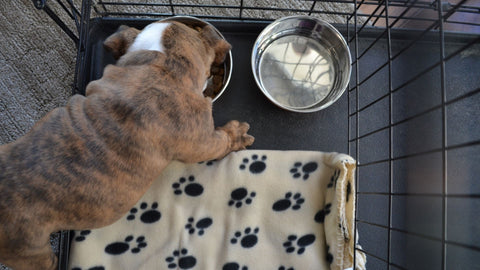 dog eating in crate