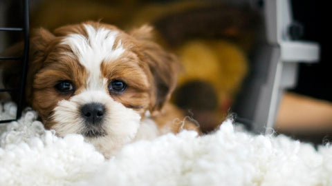 dog in crate