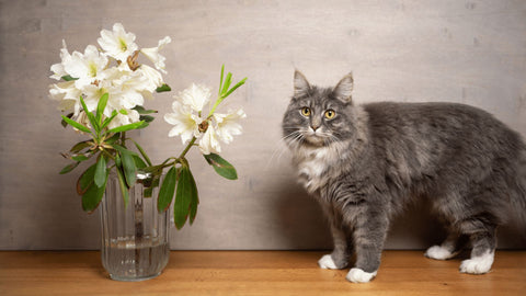 Fluffly grey cat beside a glass vase filled with white lillies