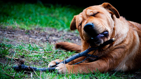 dog chewing stick