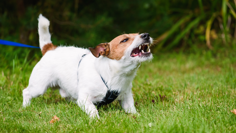 aggressive temprament dog breed norsh blog