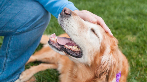 owner petting golden retriever