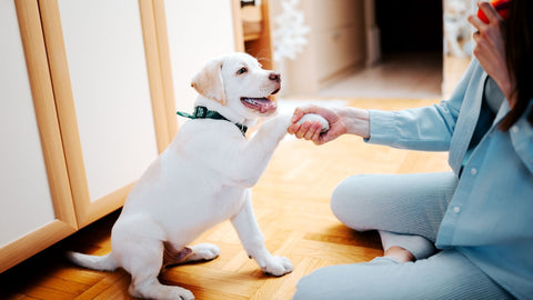 teaching a puppy to give their paw