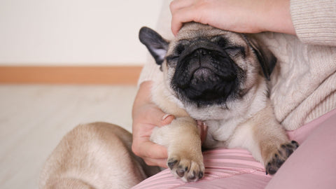 dog being petted