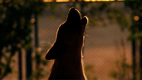 dog howling