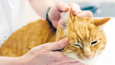 Ginger Cat getting its ears checked