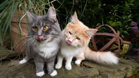 cats licking their lips