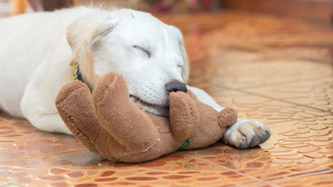 puppy with teddy