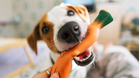 white and brown dog chewing toy carrot