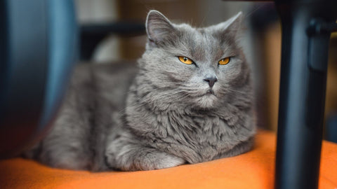 senior grey cat sitting on orange chair