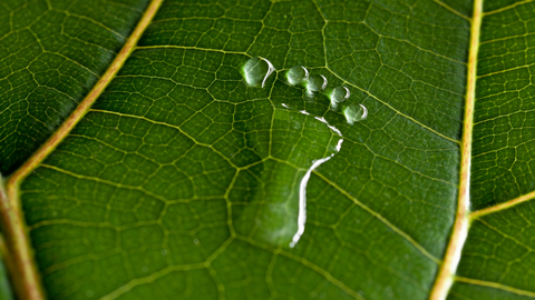 carbon footprint paw print environment friendly