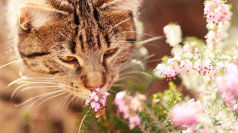 cat pollen allergy flower sniff