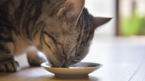 tabby senior cat eating