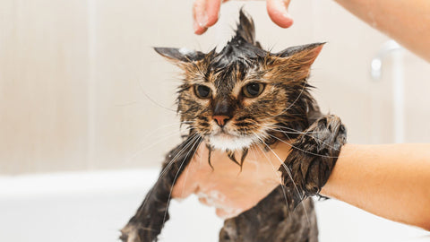 cat being bathed