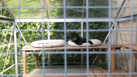 black cat in an outdoor enclosure