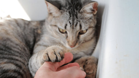 Cat holding paws with human