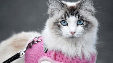 Pedigree cat with pink harness and lead