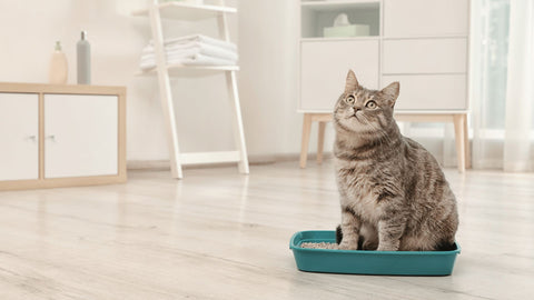 cat sitting in litter tray