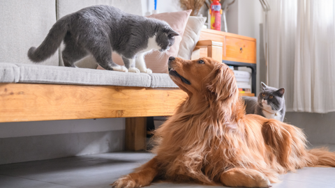 cat meets dog