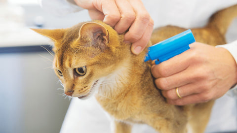 ginger cat being microchipped by vet