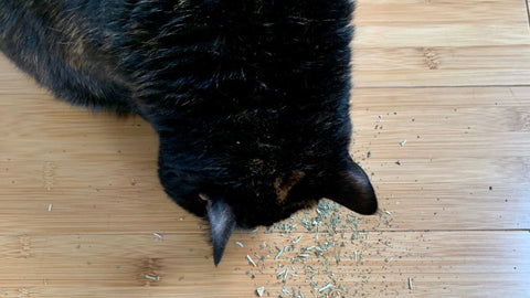 cat sniffing catnip