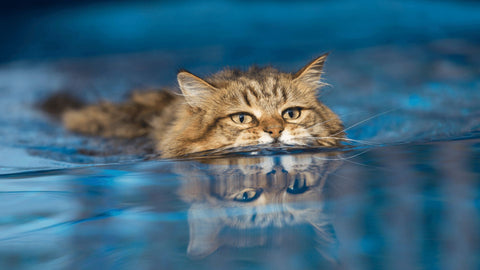 Cat swimming