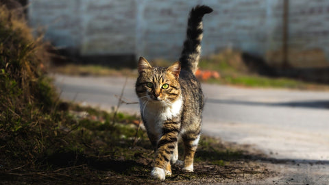 tabby cat with raised tail - norsh - cats and their tales