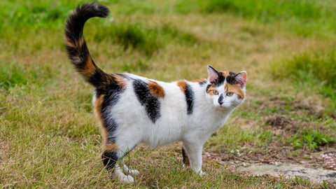 black white and ginger cat with raised tail