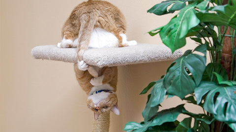 Ginger cat upside down in cat tree chasing tail - Norsh - cats and their tails