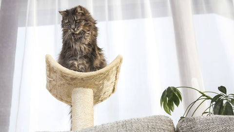cat at top of cat tree
