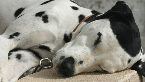 Dalmation lying sleeping