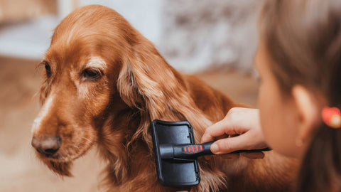 Dog being brushed by child