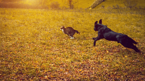 Black Dog chasing cat in leaves