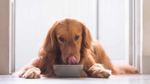 dog eating bowl nutrients