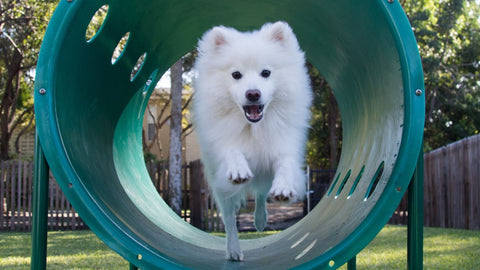 white dog in tunnel at dog park