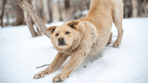 dog stretching in the snow
