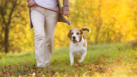 woman walking dog in autumn