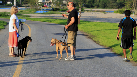 strangers stopping to chat whilst walking dog